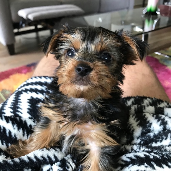 Meet your Posher, Dawn - Picture 3 of 6